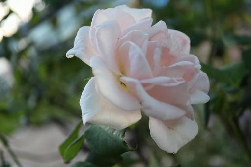 バラ園に咲く淡い色の薔薇を撮りました バラ園に咲く淡い色の薔薇を撮りましたの写真