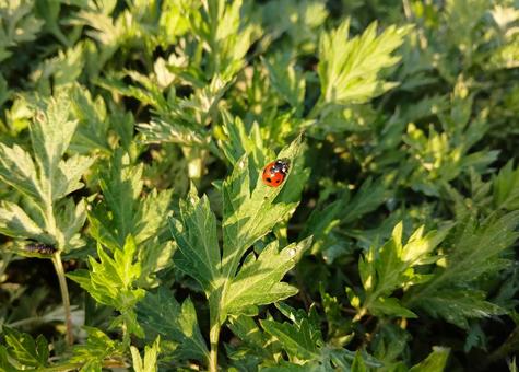 テントウムシとヨモギ テントウムシとヨモギ テントウムシ,昆虫,虫の写真素材