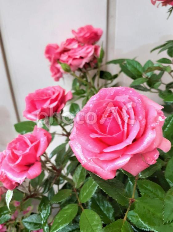 ピンクのミニバラと雨の雫＊縦＊ 薔薇,ミニバラ,花の写真素材