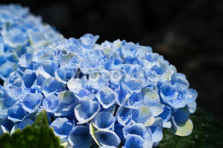 涼しげな水色のアジサイ アジサイ,梅雨,紫陽花の写真素材