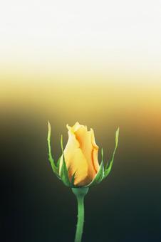 Photo, roses, flower, young leaves, 