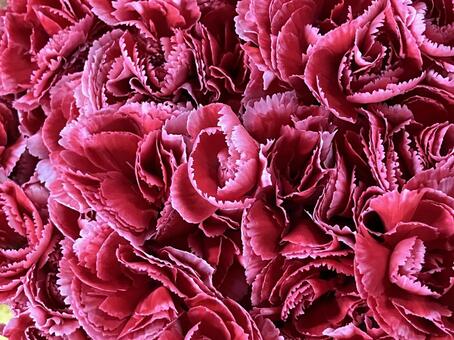 花（カーネーション） 花,アップ,植物の写真素材