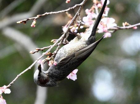 河津桜の花の蜜をとるヒヨドリ 河津桜の花の蜜をとるヒヨドリの写真