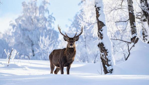 着雪した樹木とオスのエゾシカ 着雪した樹木とオスのエゾシカの写真
