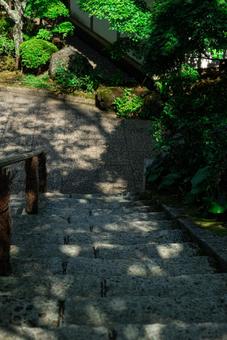 木漏れ日の階段 木漏れ日の階段の写真