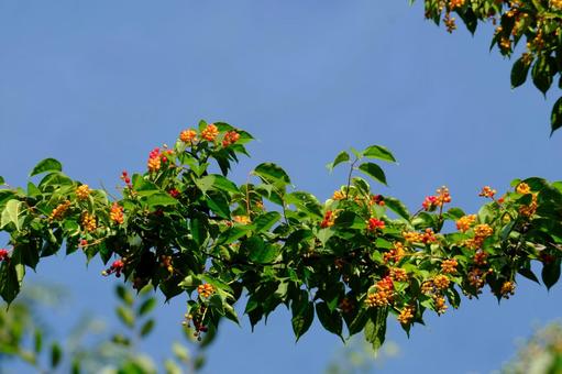 Photo, uwa mizakura, gray's bird cherry, rose family, 