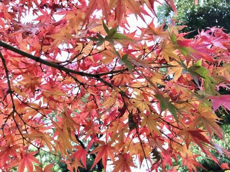 紅葉 紅葉の写真