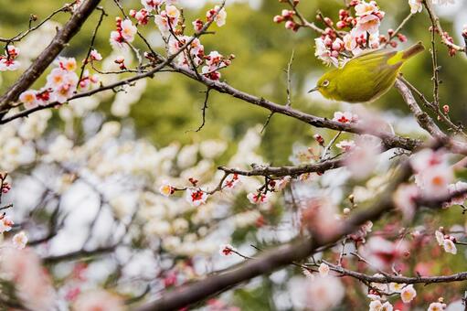 梅の花に止まる春の鳥2 梅の花,冬,１月の写真素材