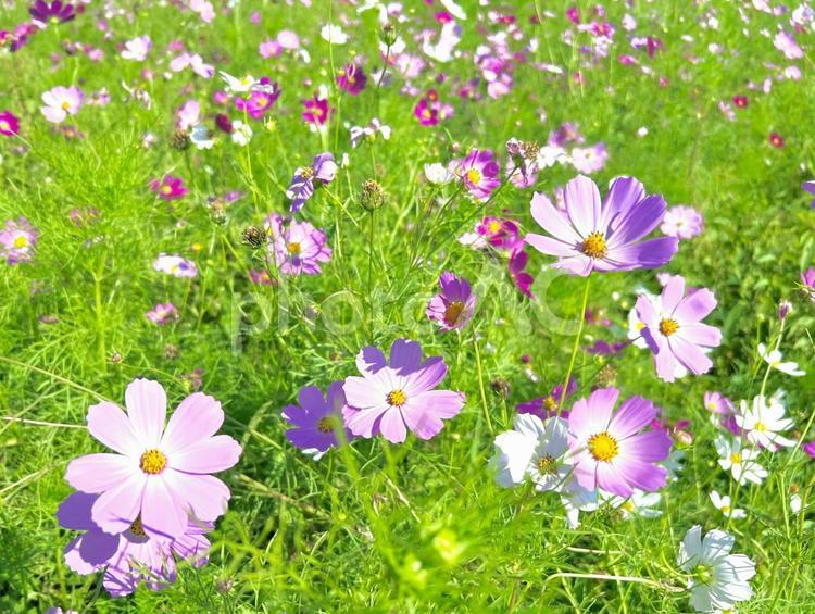 野に咲く秋桜 コスモス,フラワー,花の写真素材