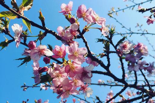 山桜 山桜の写真
