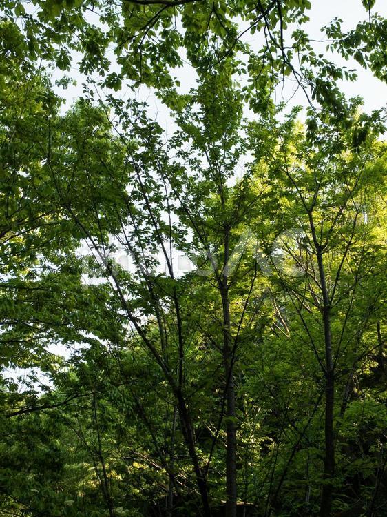 公園の木（4月） 風景,自然,新緑の写真素材