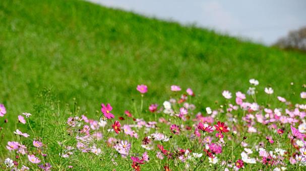 コスモスの花畑 コスモス,秋桜,秋の写真素材