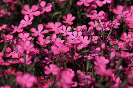 シレネ シレネ シレネ,花,花びらの写真素材