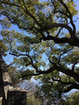 Look up, wood, natural, landscape, JPG