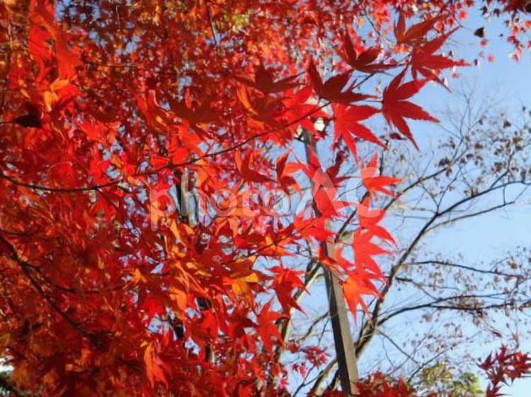 もみじ　紅葉　モミジ　カエデ　かえで　楓 かえで,しょくぶつ,モミジの写真素材