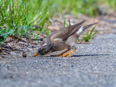 カタツムリを食べるムクドリ カタツムリを食べるムクドリの写真