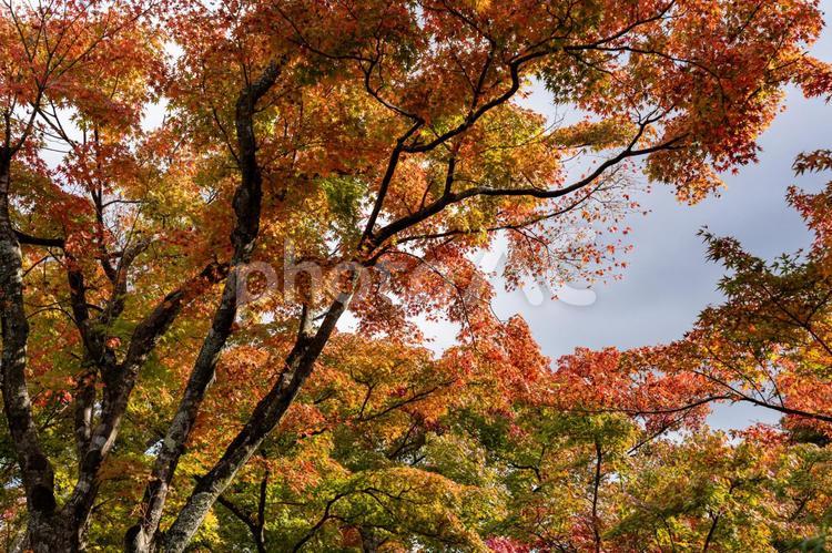 秋の箱根散策 紅葉,もみじ,モミジの写真素材
