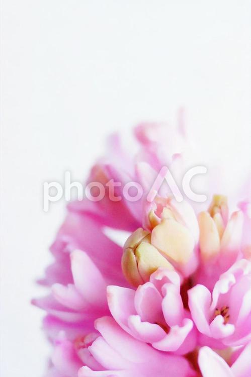 ほころぶピンクのヒヤシンスの蕾 蕾,ヒヤシンス,花の写真素材
