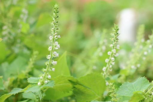 青じその花 青じそ,大葉,花の写真素材