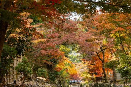 宇治のもみじのトンネルとお寺の門 宇治のもみじのトンネルとお寺の門 お寺,紅葉,興聖寺の写真素材