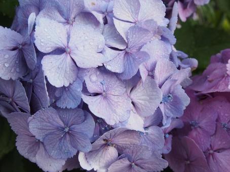 雨上がりのアジサイ(紫陽花) 雨上がりのアジサイ(紫陽花)の写真