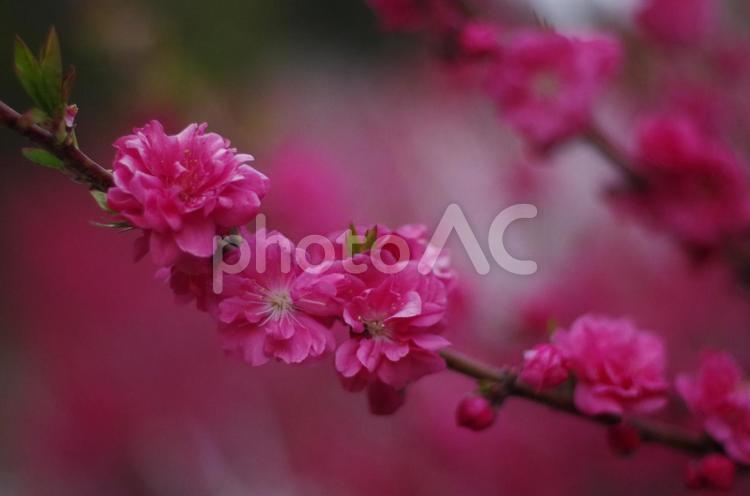 「濃密なピンク - 春を彩る花桃の饗宴」 花桃,桃,花の写真素材