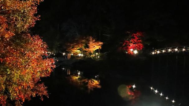 虹の郷　池に映る紅葉ライトアップ 紅葉,ライトアップ,秋の写真素材
