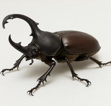 カブトムシ カブトムシの写真
