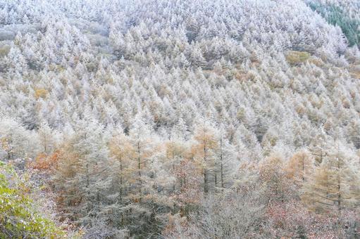 霧氷の山 霧氷の山 樹氷,霧氷,森の写真素材