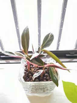 観葉植物 バスルーム 窓辺 トリオスター 観葉植物 バスルーム 窓辺 トリオスターの写真