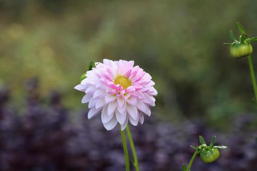 ピンクのダリアの花 ダリア,ピンク,大輪咲の写真素材