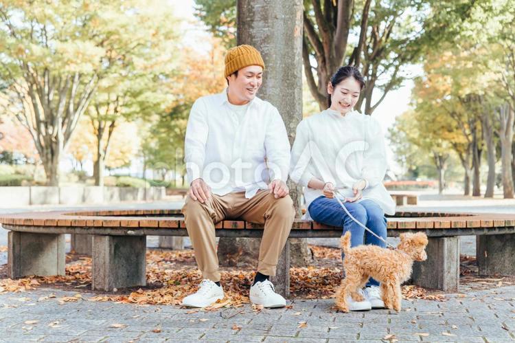 公園で愛犬の散歩をする男女 犬,夫婦,家族の写真素材