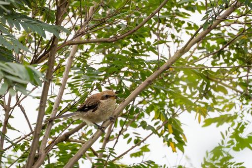 モズの若鳥(23) モズの若鳥(23) 鳥,野鳥,モズの写真素材