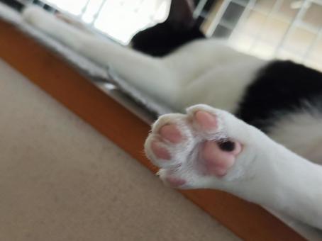 Mother's cat's paws, JPG