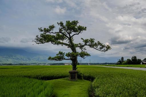 田んぼの御神木 田んぼの御神木 田んぼの御神木,植物,佐渡島の写真素材