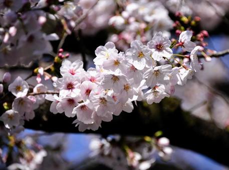 桜 桜の写真