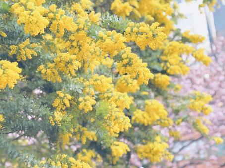 ミモザと桜 ミモザと桜の写真