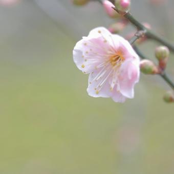 梅 梅 梅,梅花,花の写真素材