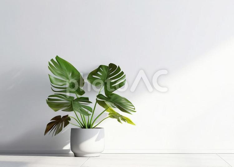 光が差し込む白い壁に観葉植物 観葉植物,植物,住宅の写真素材