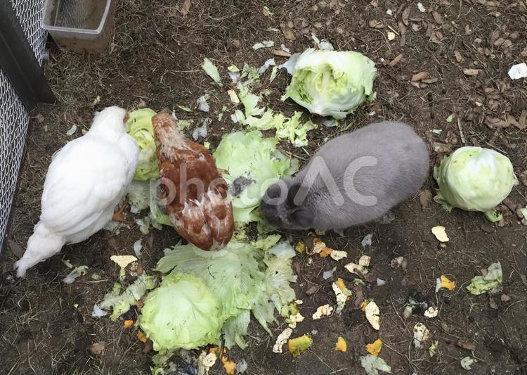 なかよし　一緒にレタスを食べるウサギとニワトリ ウサギ,ニワトリ,動物の写真素材