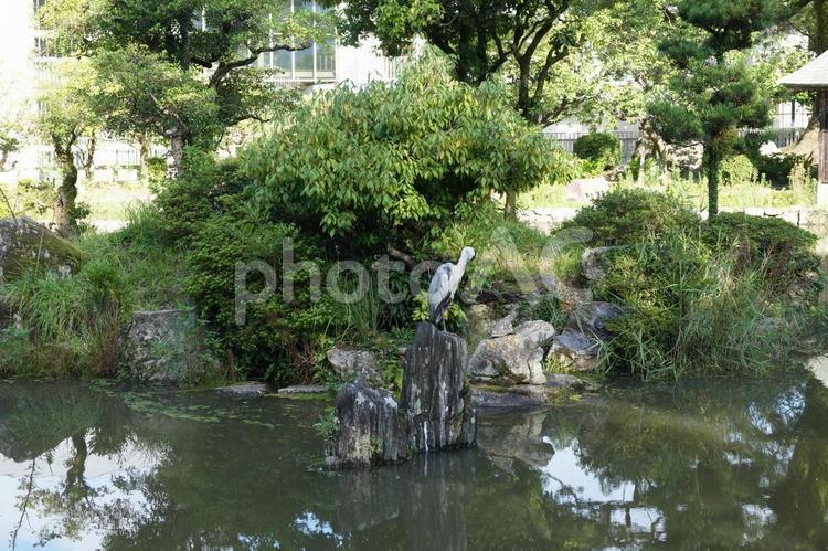 太宰府天満宮の池 福岡,福岡県,大宰府天満宮の写真素材