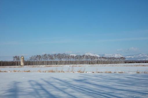 影が伸びる冬の牧場 影が伸びる冬の牧場 白樺並木,雪山,サイロの写真素材