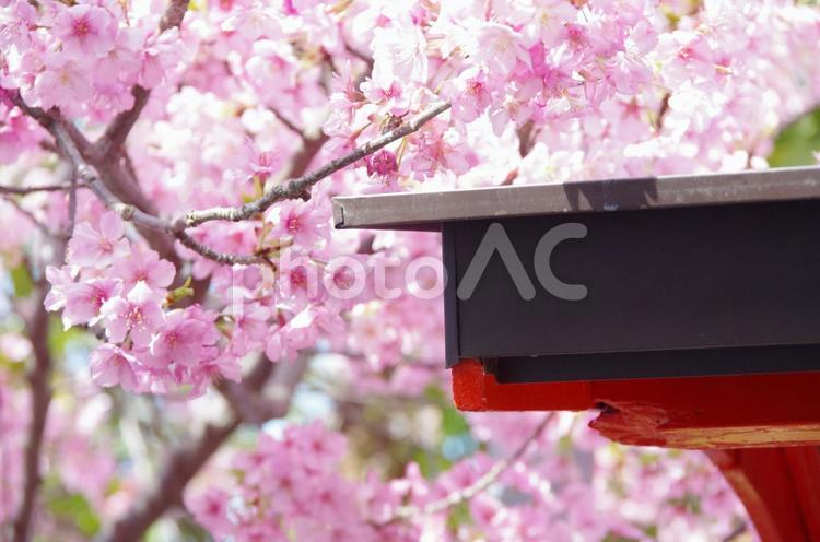 ピンクの桜たち 桜,さくら,サクラの写真素材