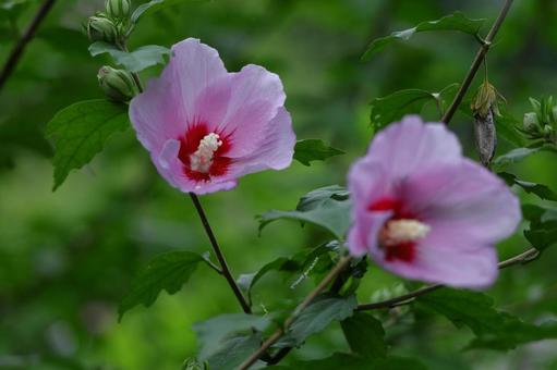 夏の茶室を彩る 夏の茶室を彩るの写真