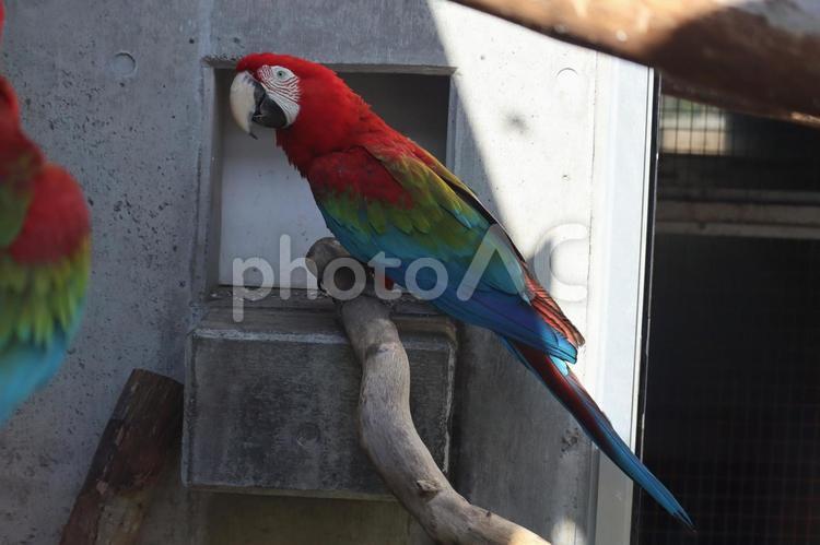 木の枝にとまるベニコンゴウインコ ベニコンゴウインコ,コンゴウインコ,インコの写真素材