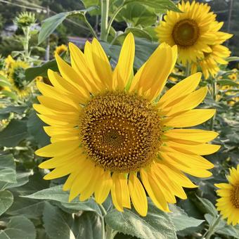 花★向日葵 ひまわり ヒマワリ 花★向日葵 ひまわり ヒマワリ 黄色,向日葵,ヒマワリの写真素材