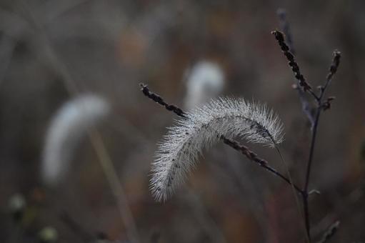 微光 微光,水滴,草の写真素材