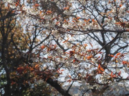 若草山のヤマザクラ 若草山のヤマザクラの写真