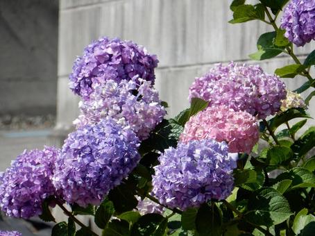 [Flower photo] Hydrangea flower, JPG
