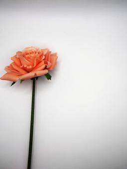 バラ バラ,花,ピンクの写真素材